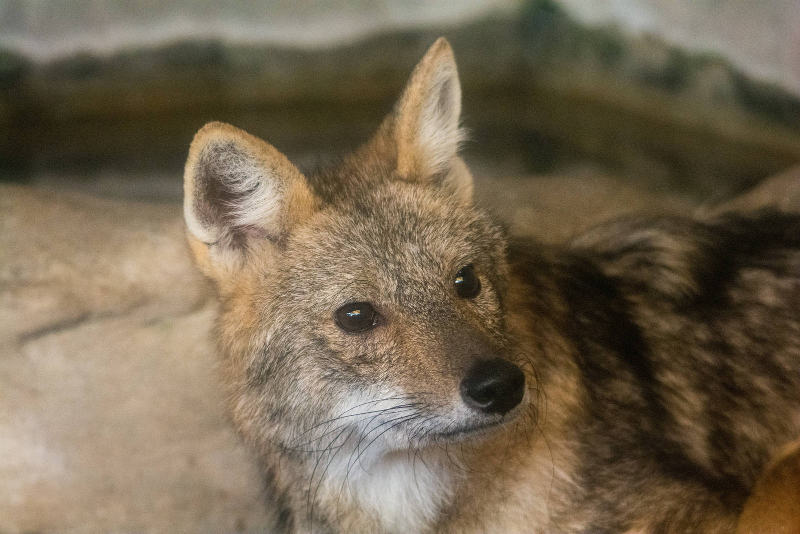 Golden Jackal - Canis aureus - Pata Zoo 2014