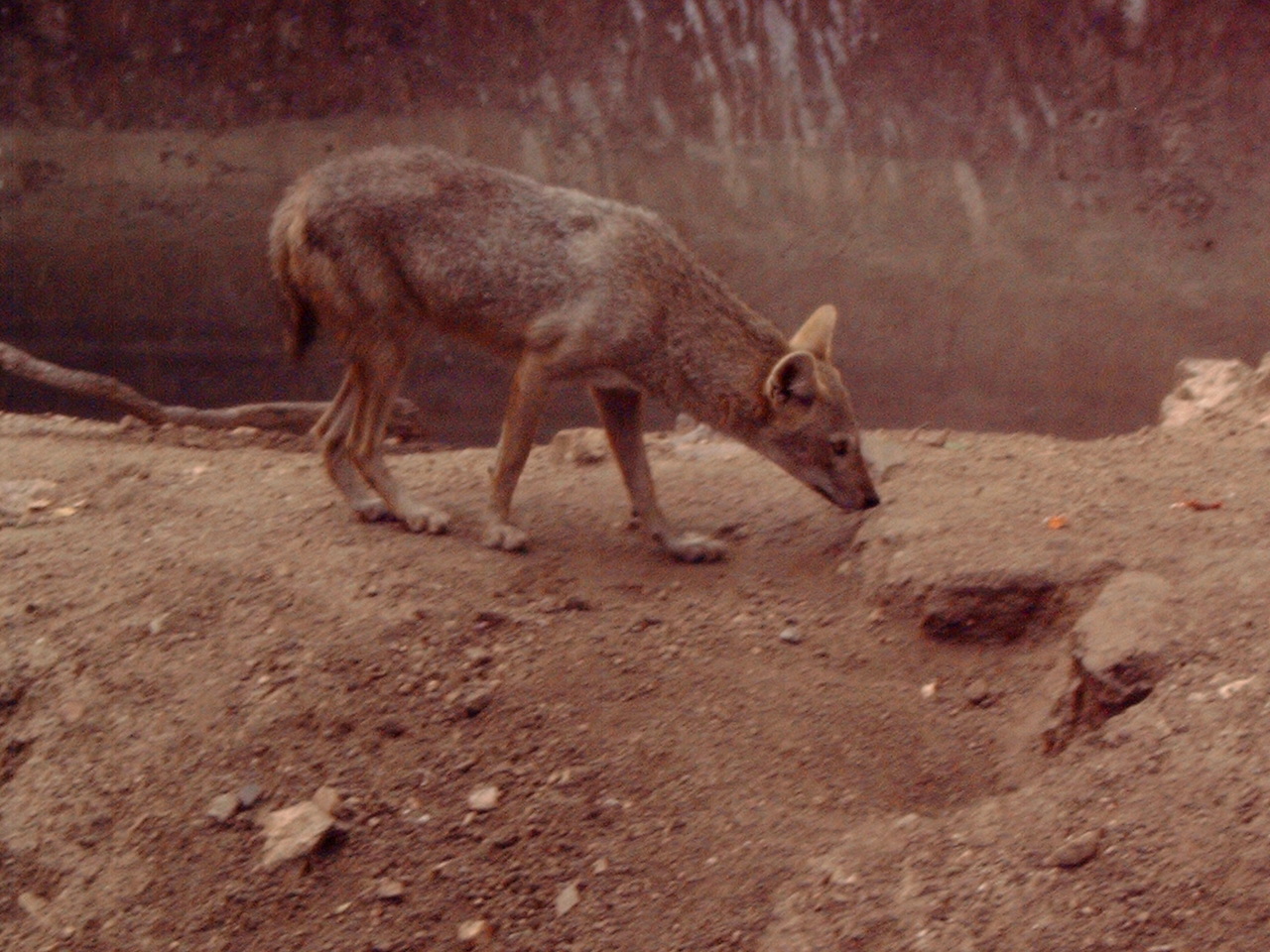 Golden Jackal (Canis aureus)?