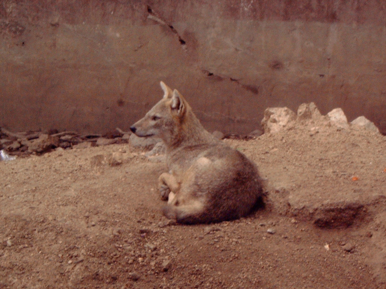 Golden Jackal (Canis aureus)?