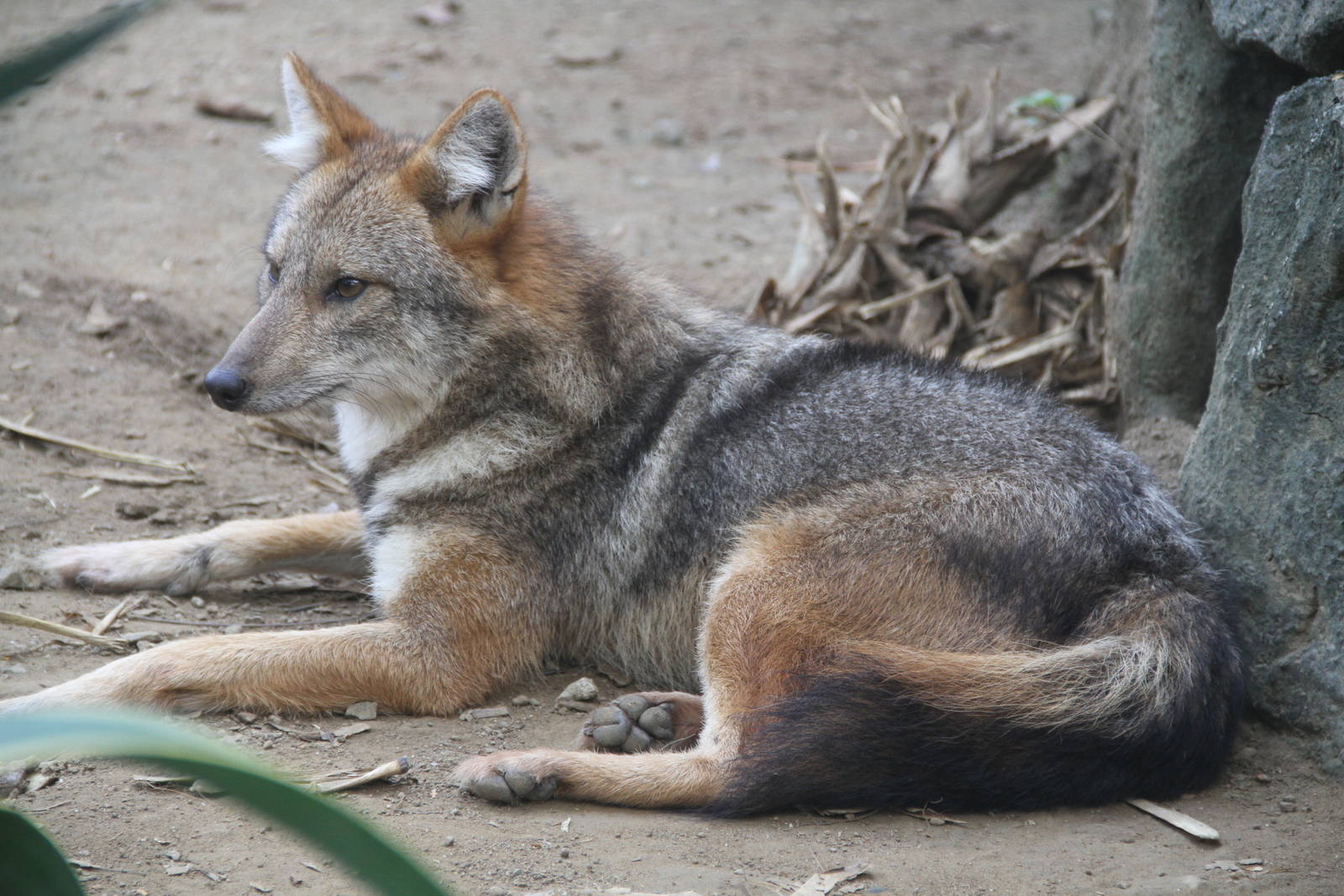 Golden Jackal (Canis aureus)??