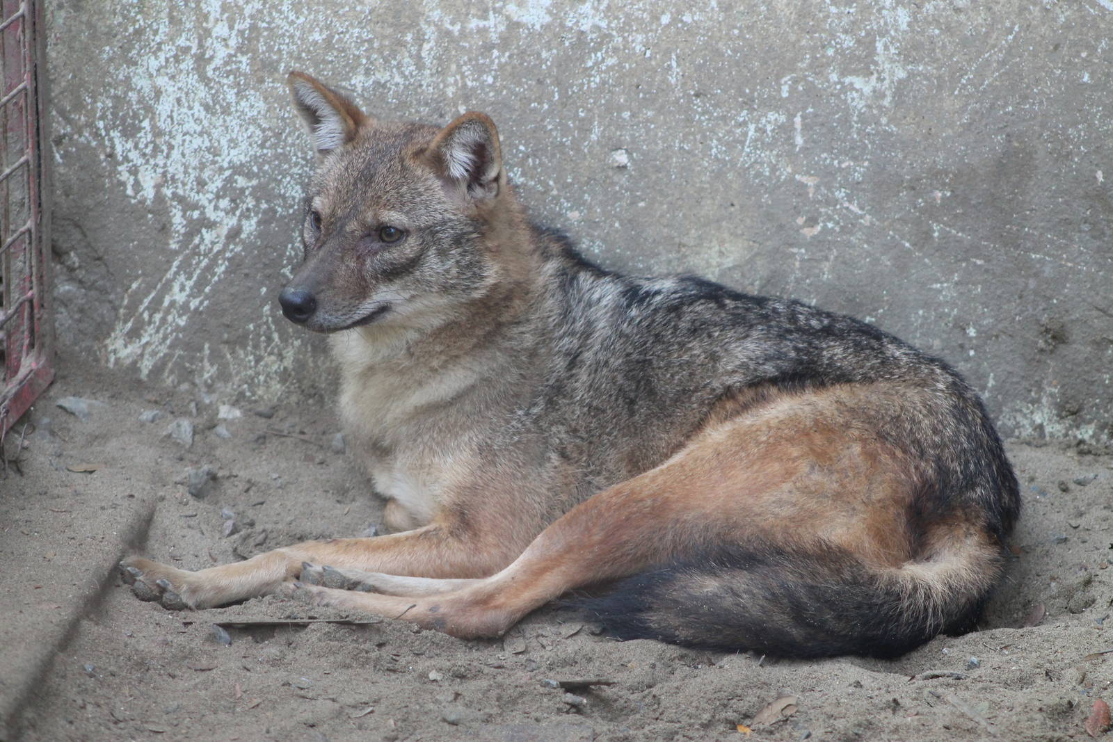 Golden Jackal (Canis aureus)