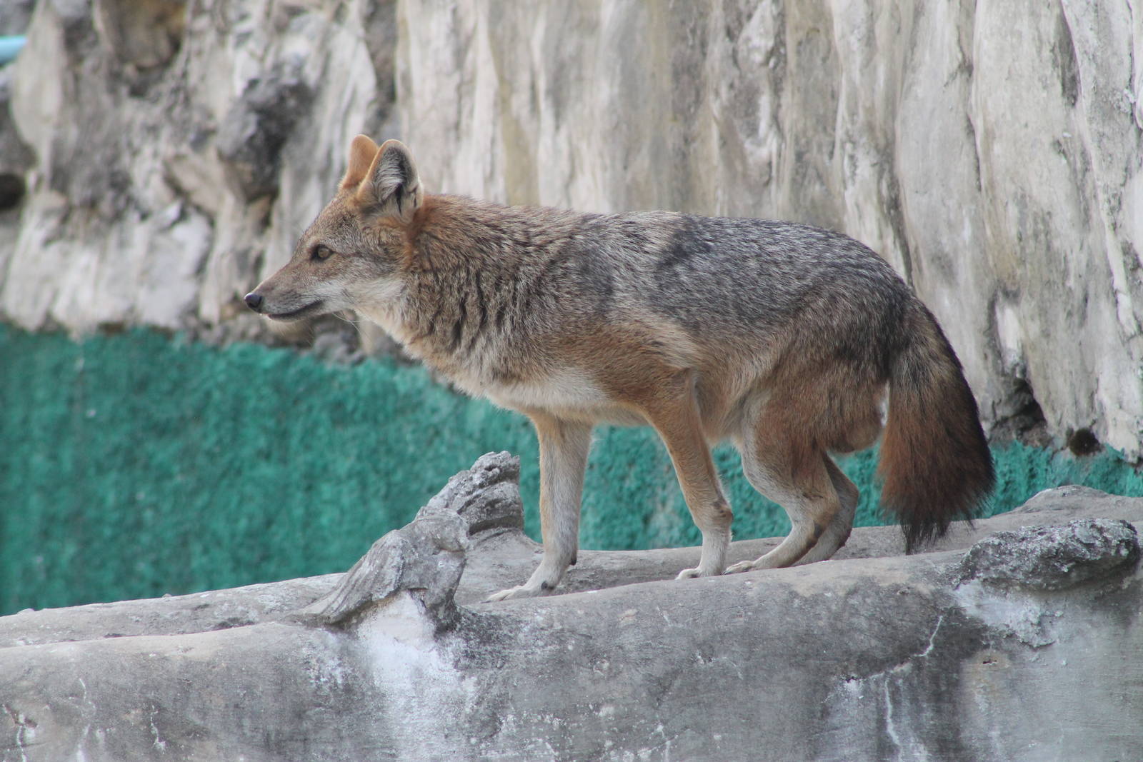 Golden Jackal (Canis aureus)