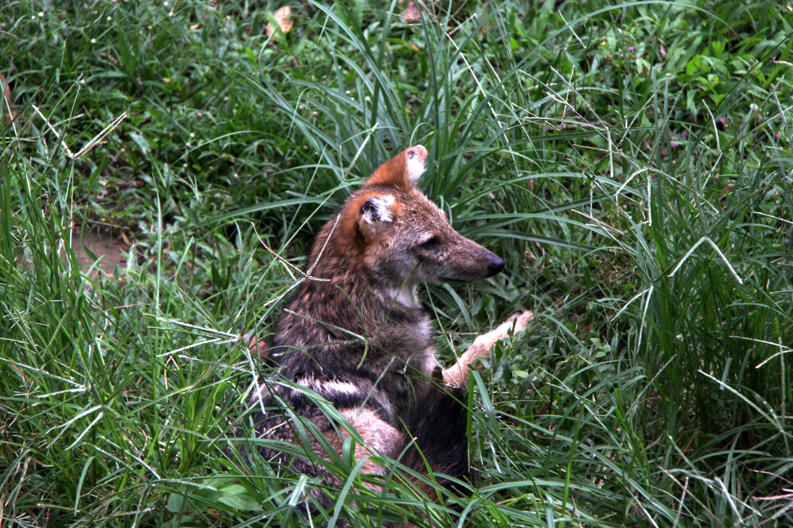 golden jackal (Canis aureus)
