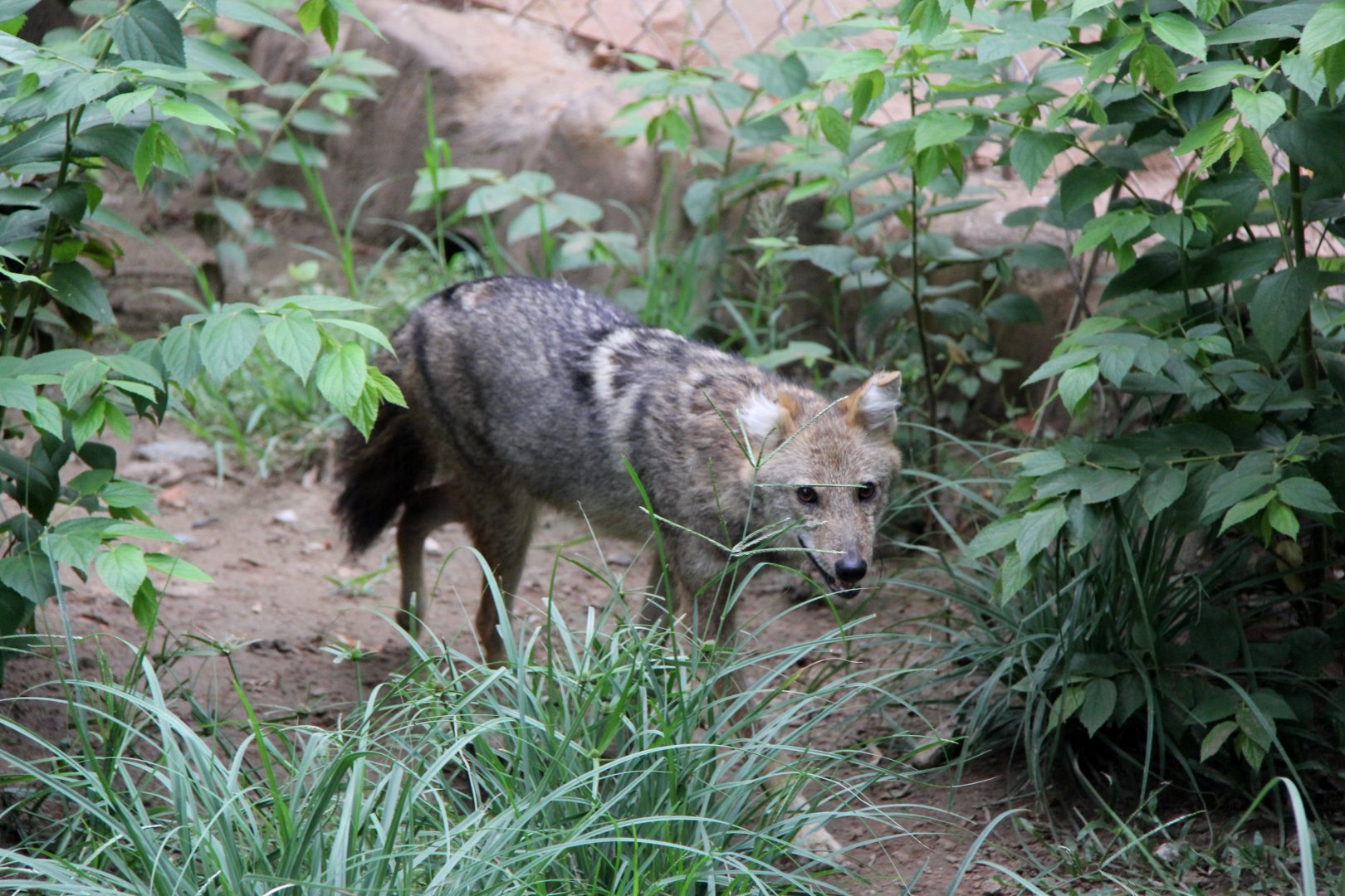 golden jackal (Canis aureus)