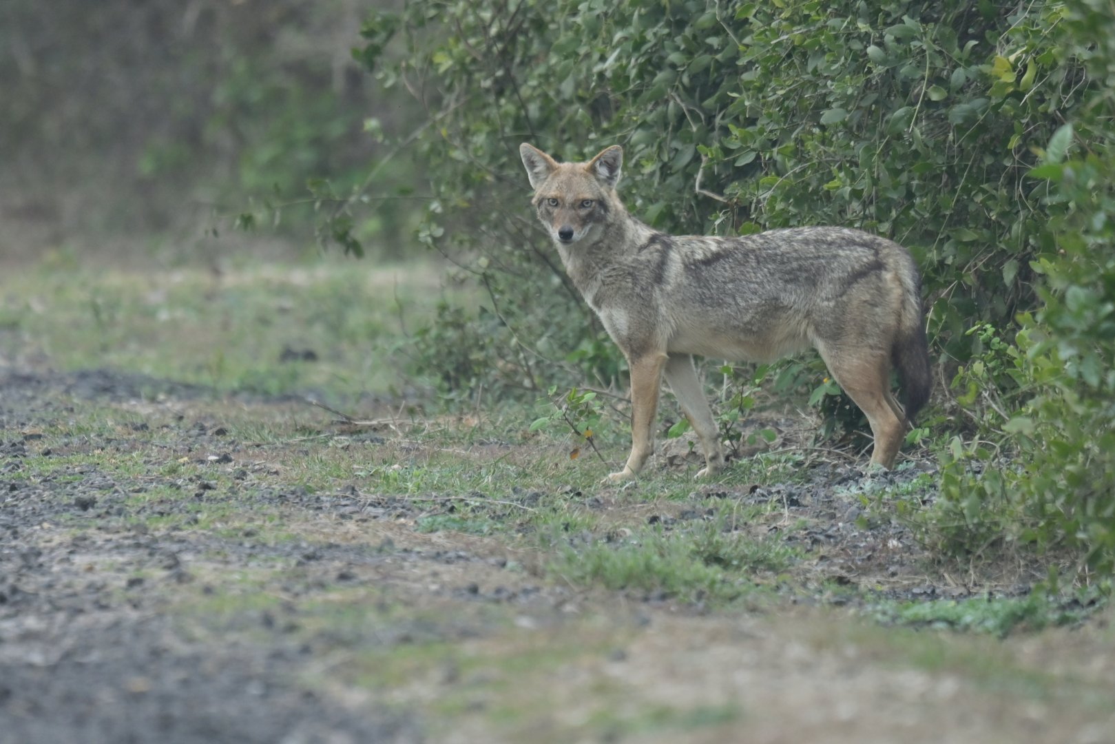 Golden jackal Canis aureus