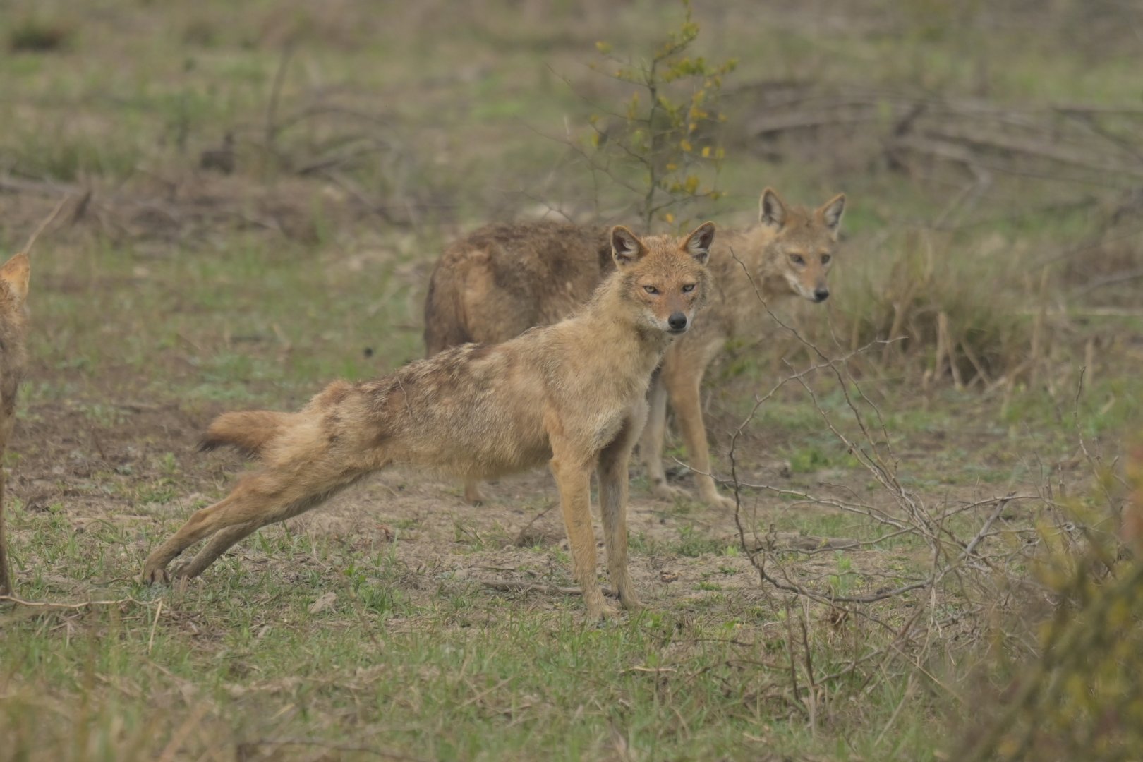 Golden jackal Canis aureus