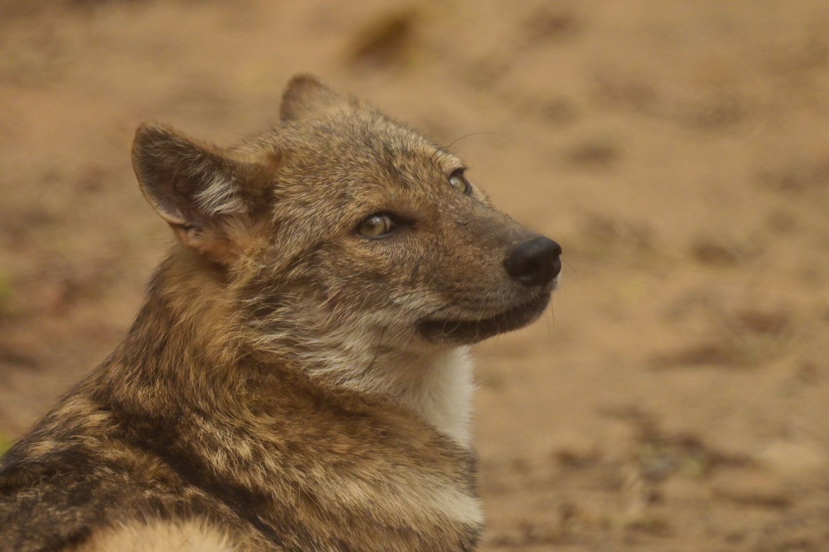 Golden jackal Canis aureus