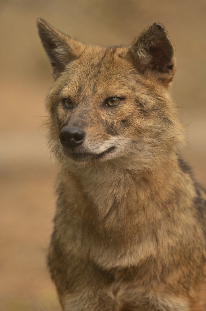 Golden jackal Canis aureus