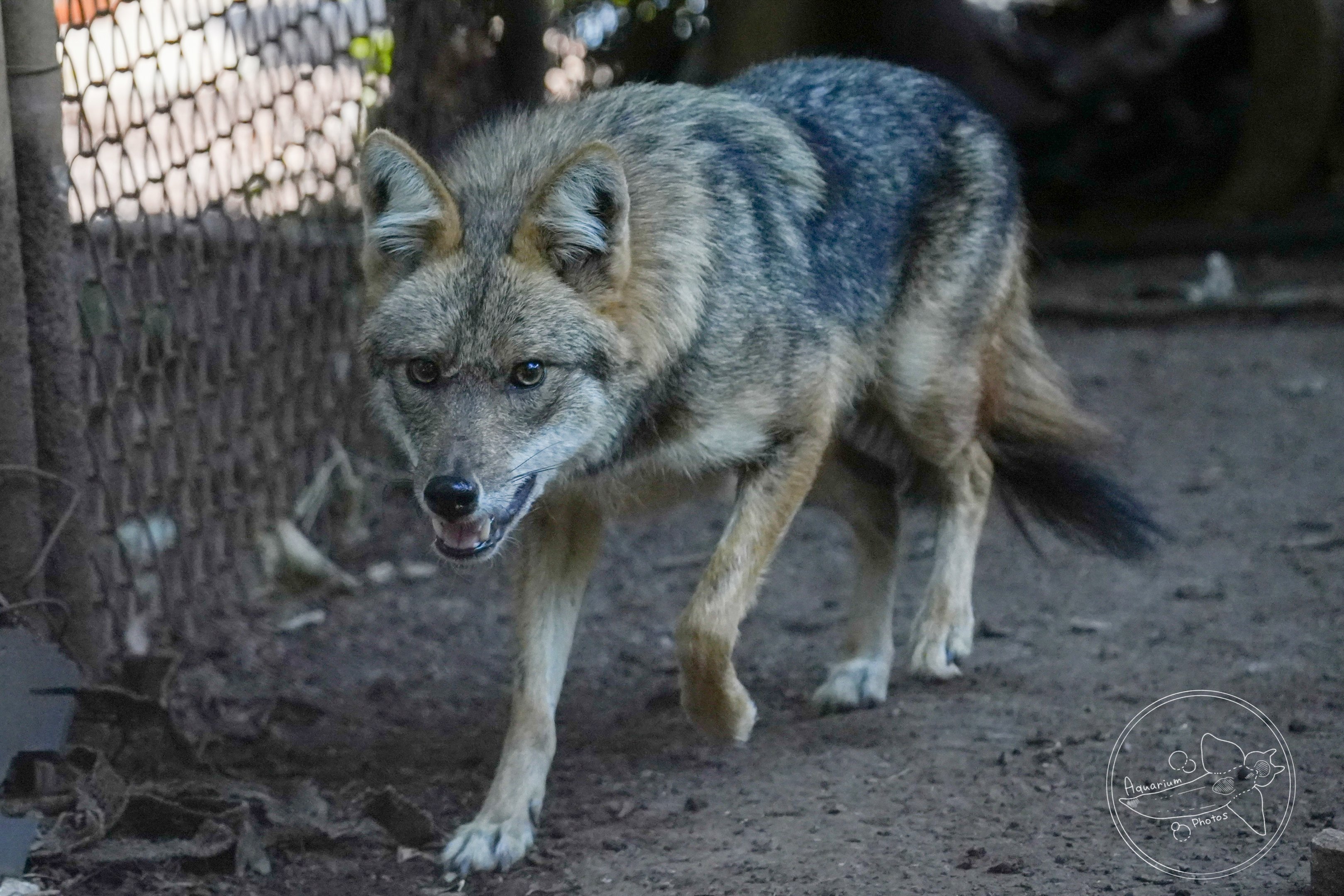 Golden jackal (Canis aureus)