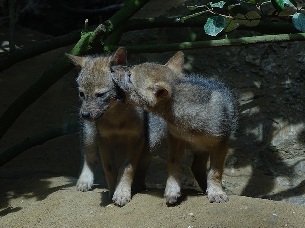 Golden jackal cubs