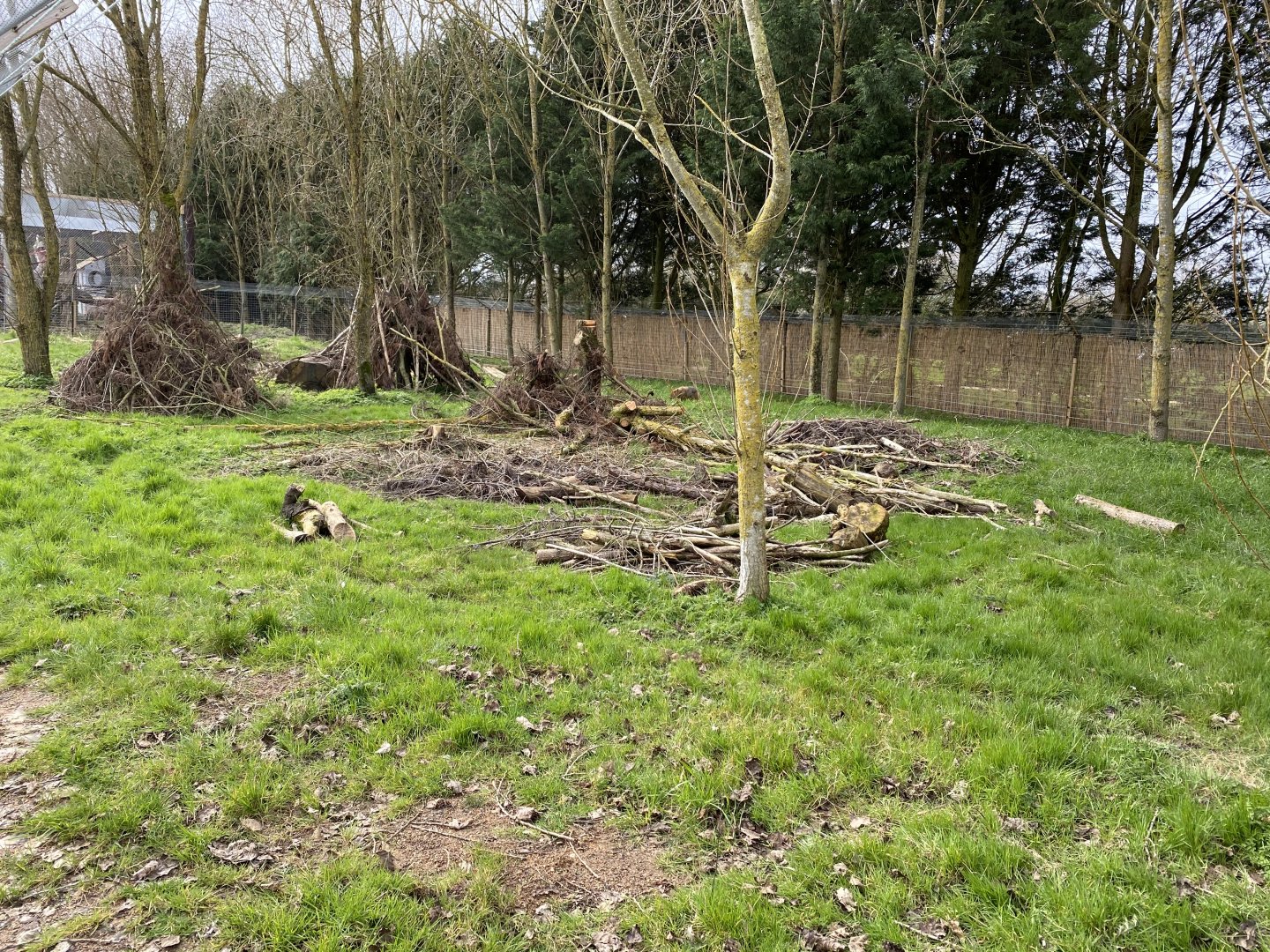 Golden jackal enclosure 070320