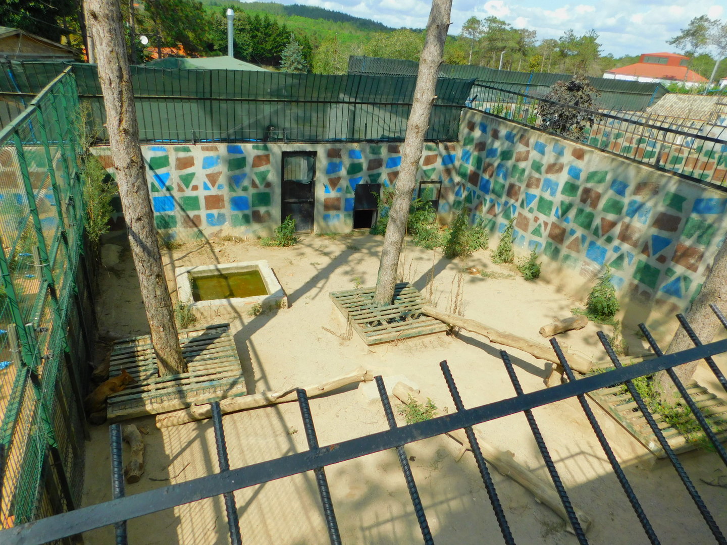 Golden Jackal Enclosure at Park Of Istanbul