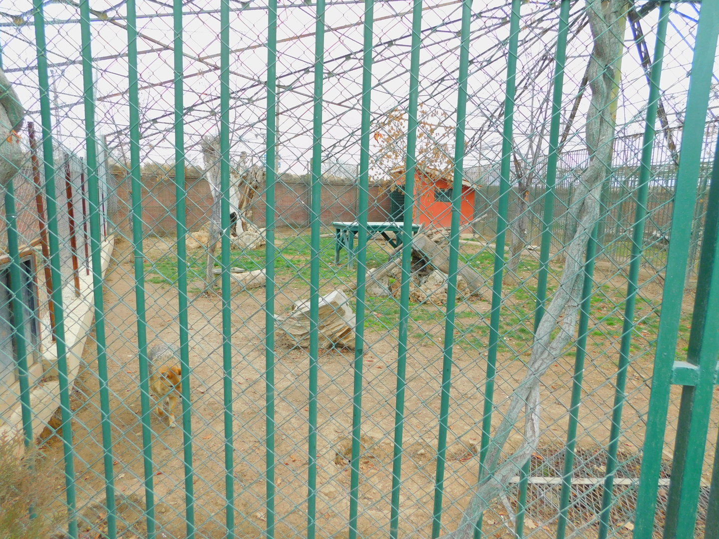 Golden Jackal Enclosure at the Karatay Zoo