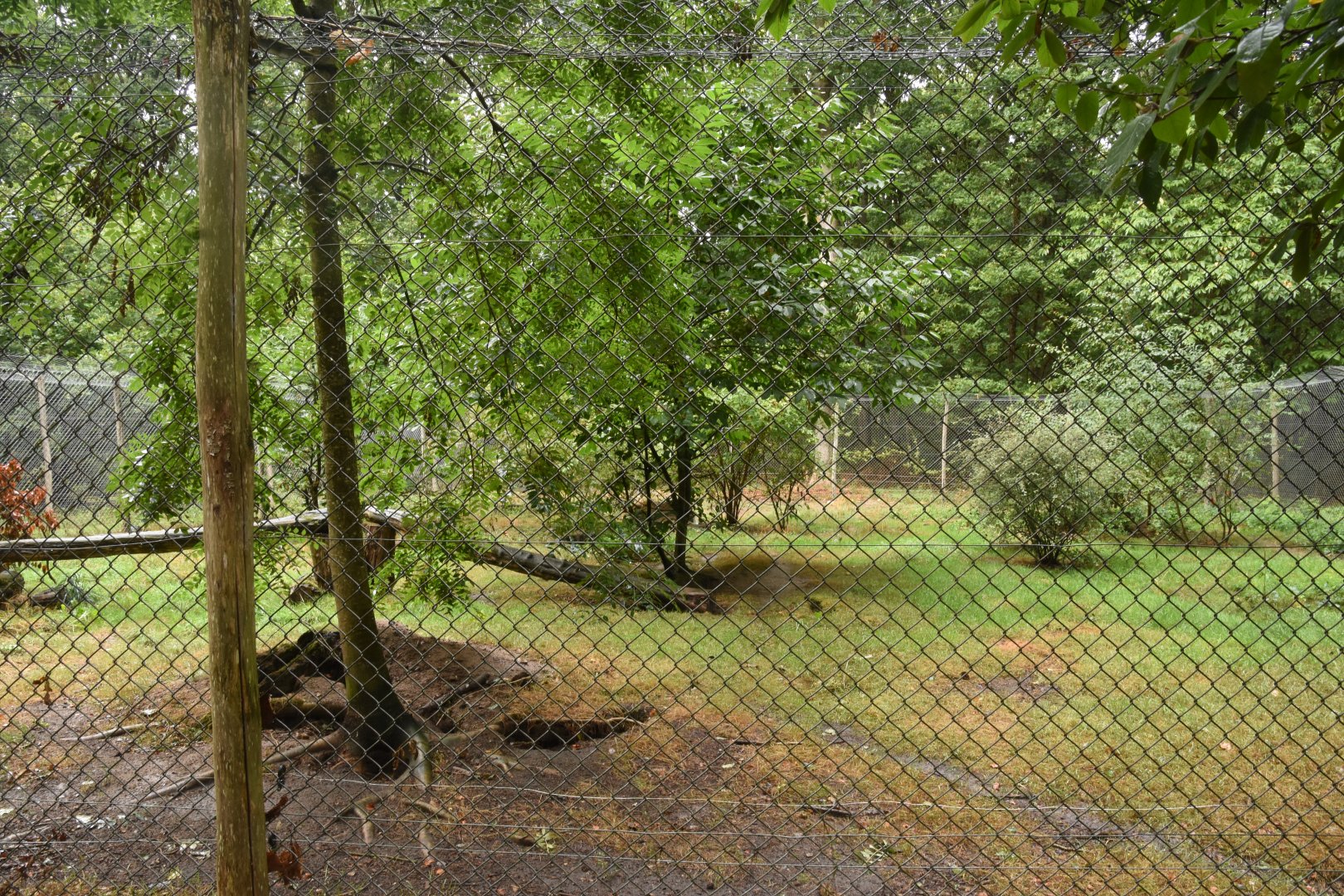 Golden Jackal enclosure