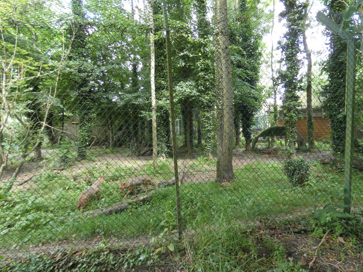 Golden jackal enclosure
