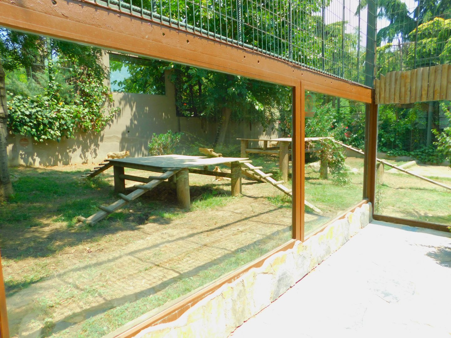 Golden jackal enclosure