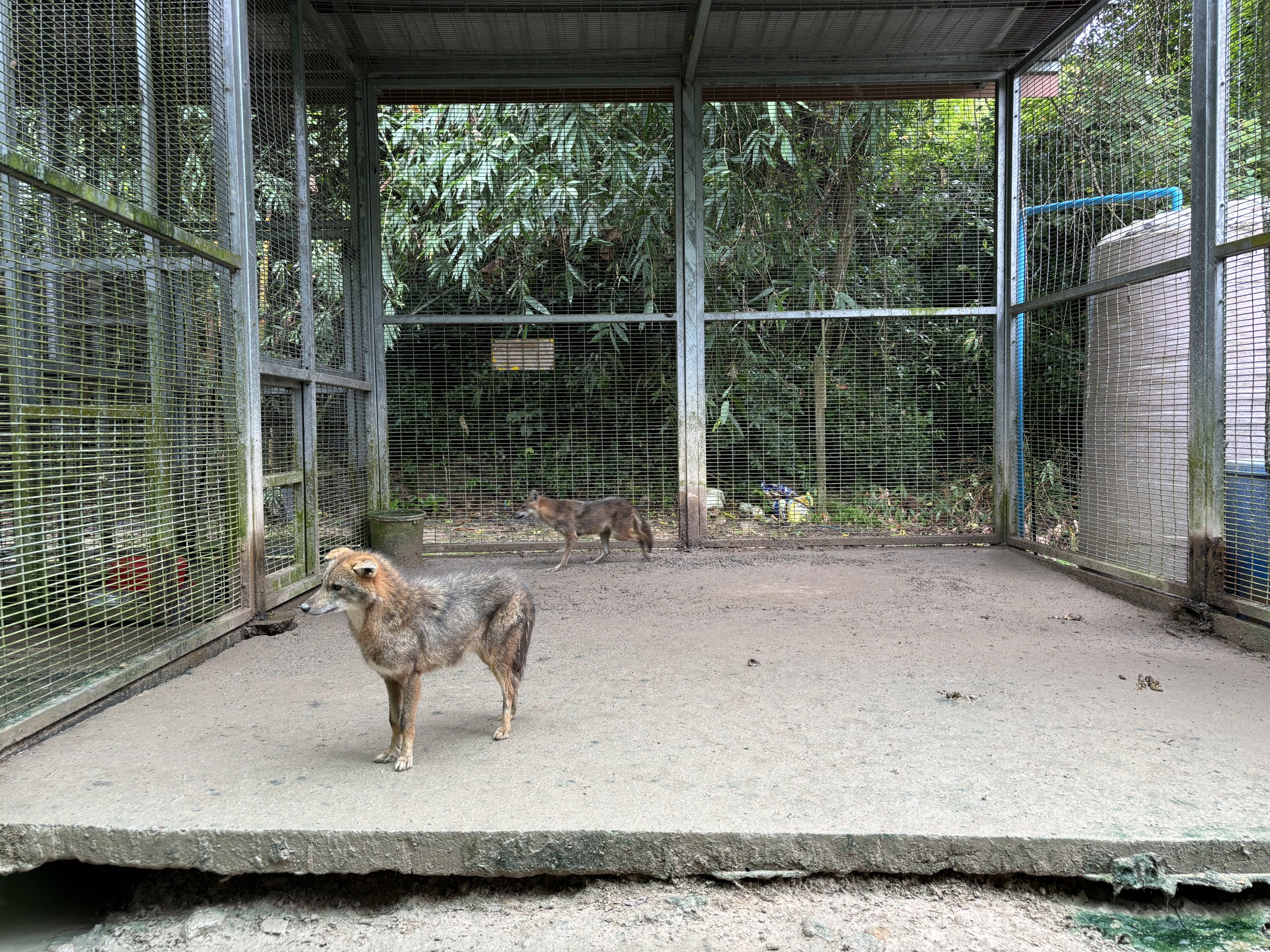 Golden Jackal Exhibit #1