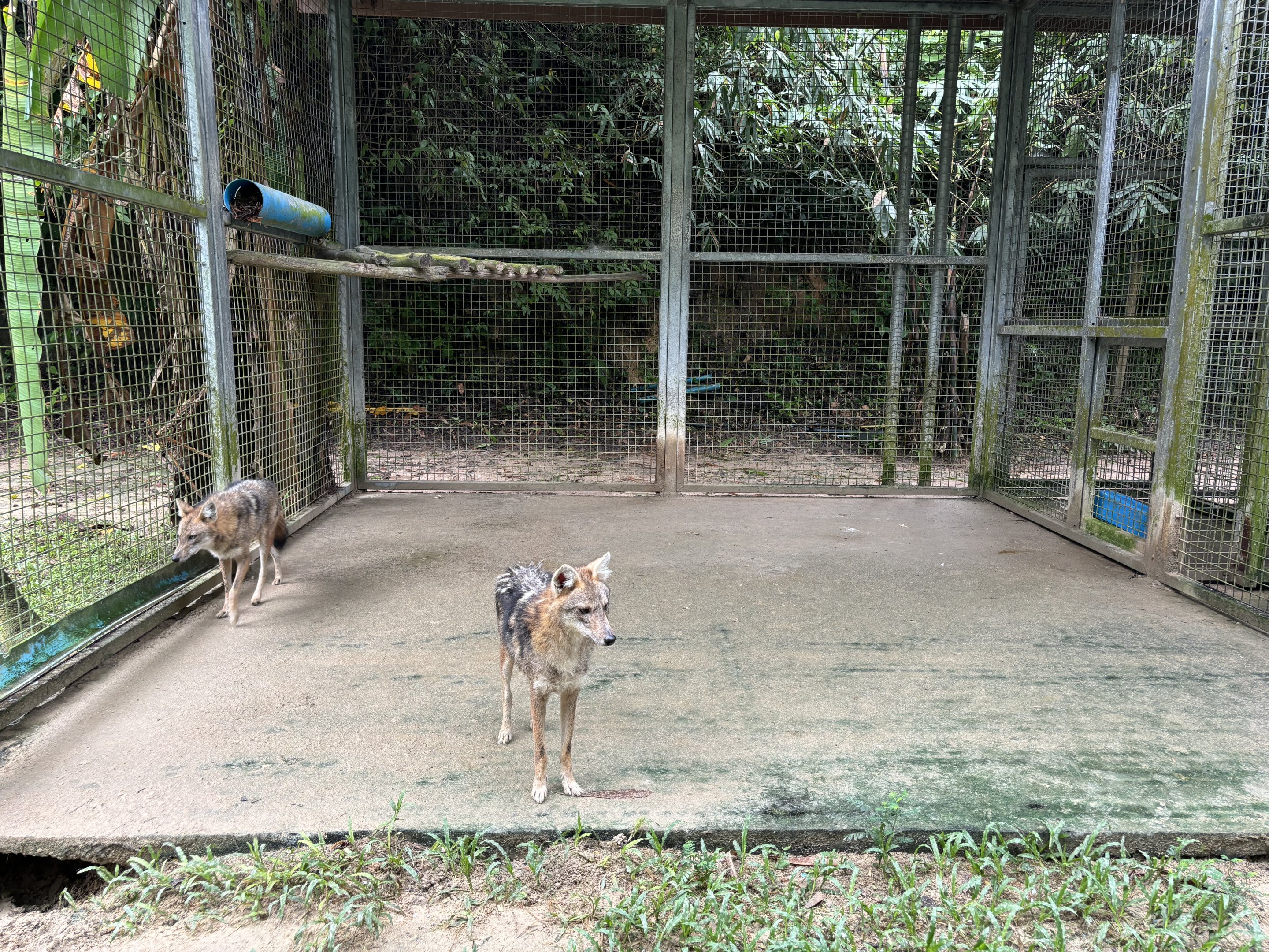 Golden Jackal Exhibit #2