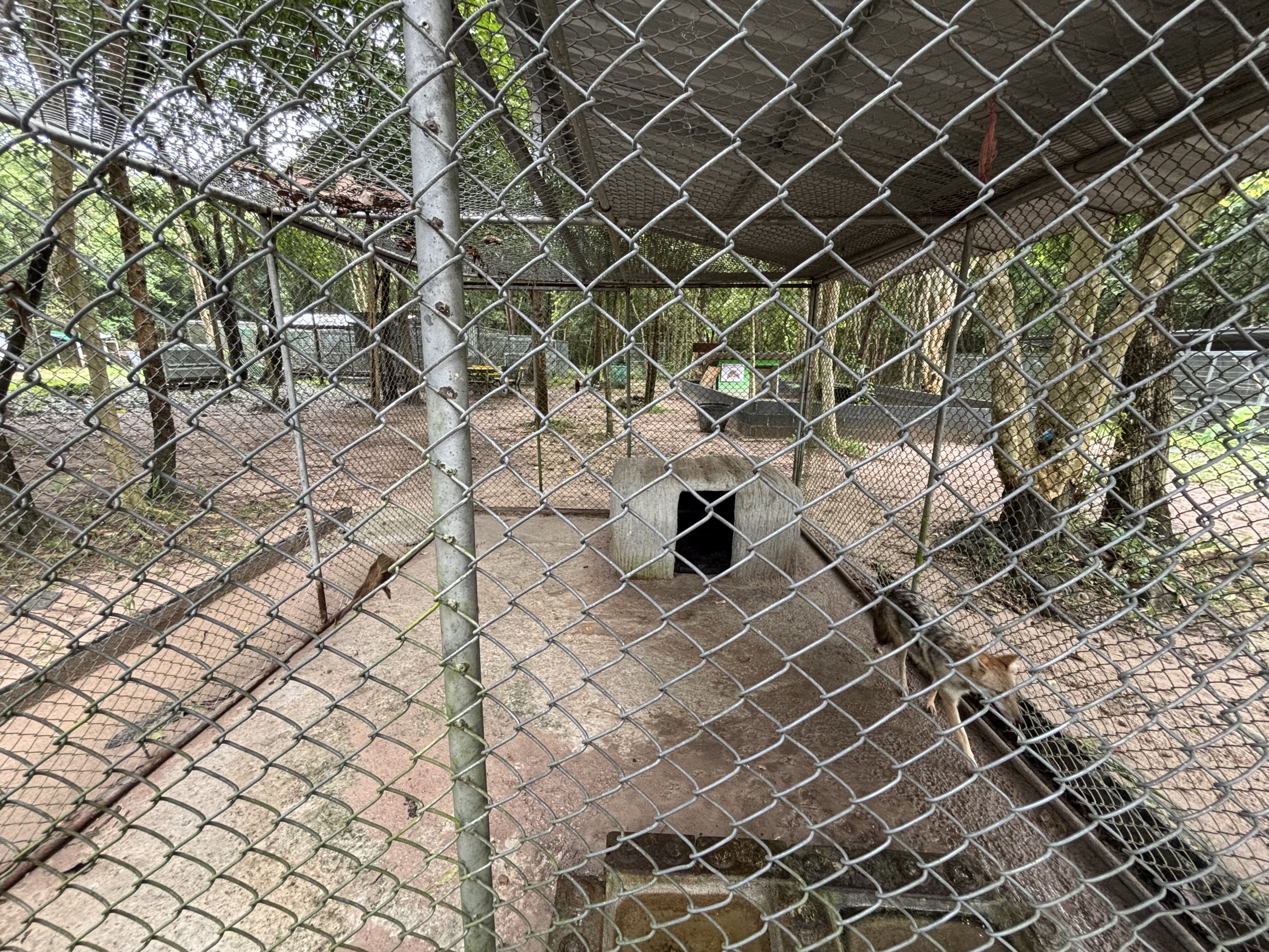Golden Jackal Exhibit #3