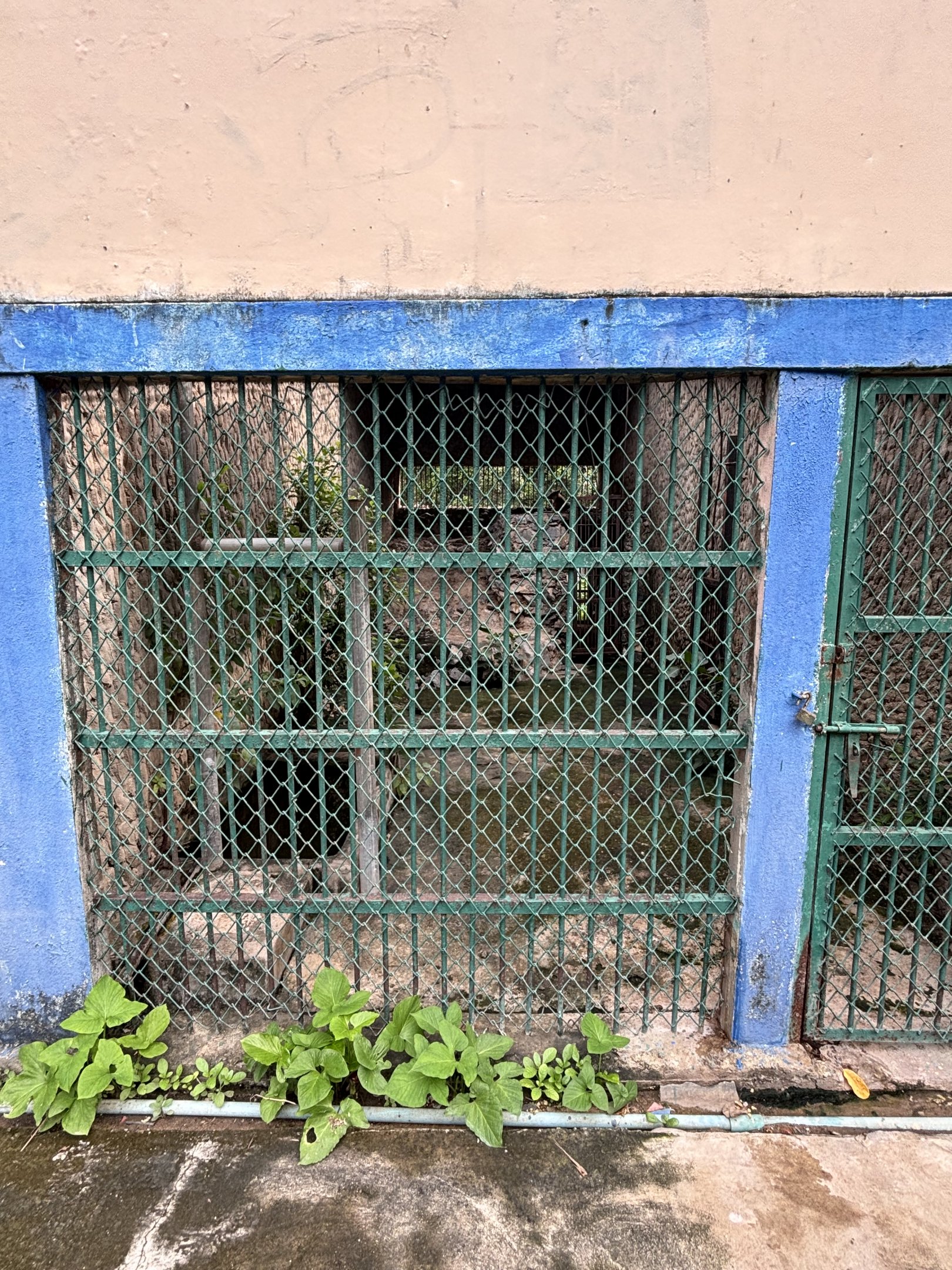 Golden Jackal Exhibit - Lopburi Zoo