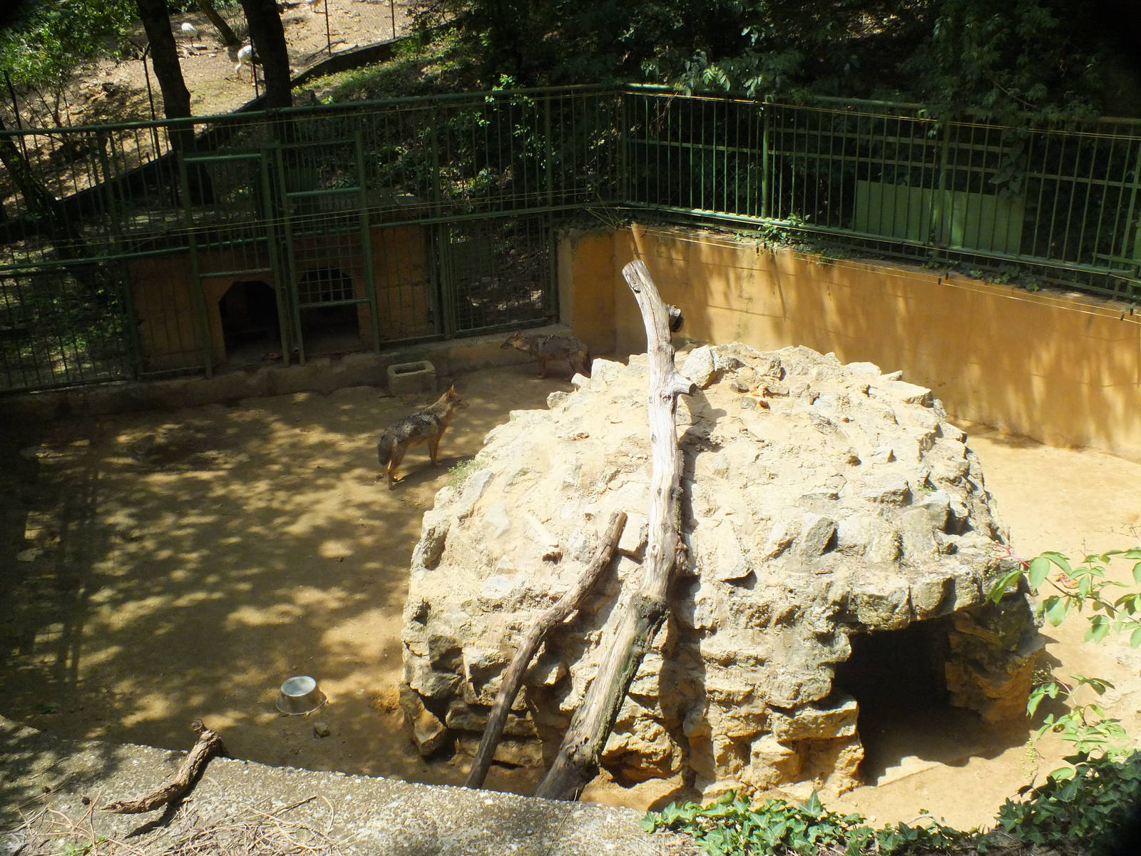 Golden jackal exhibit