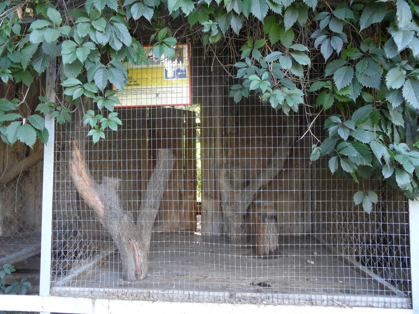 Golden jackal exhibit
