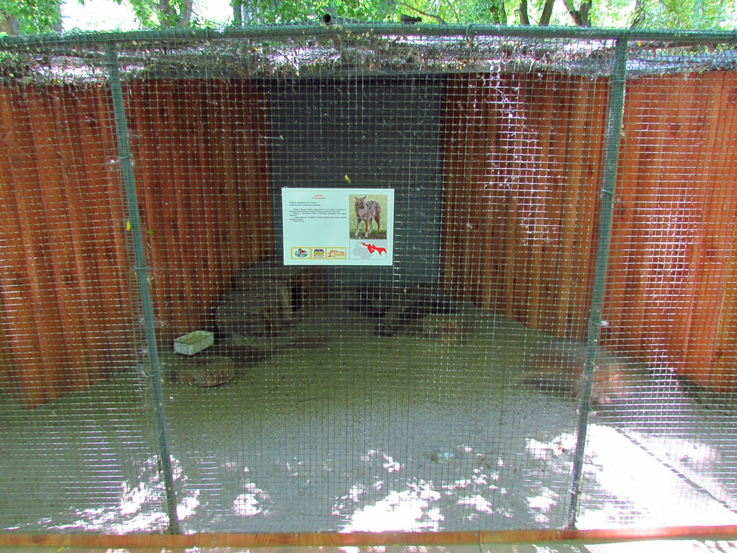 Golden jackal exhibit