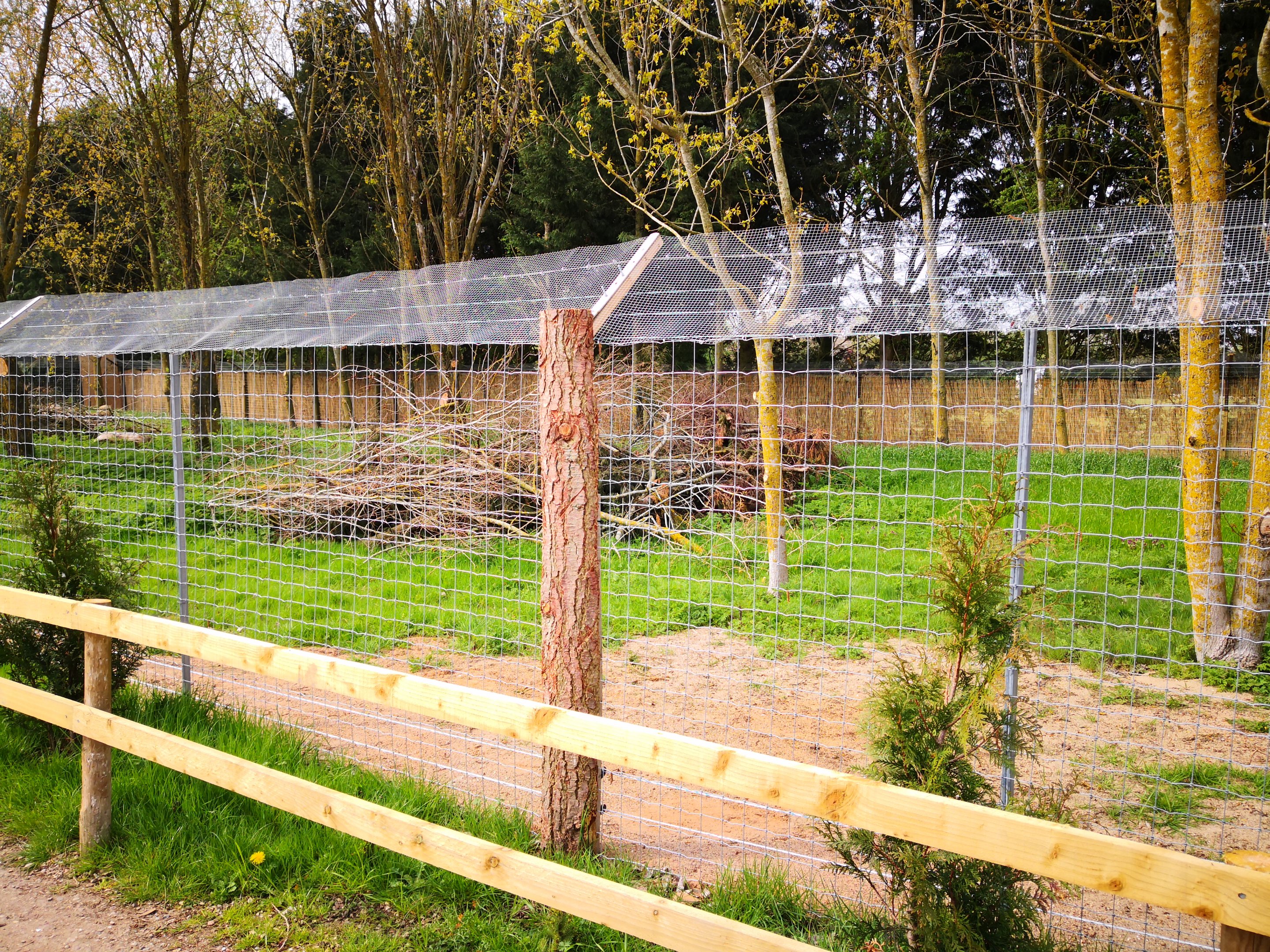 Golden jackal exhibit