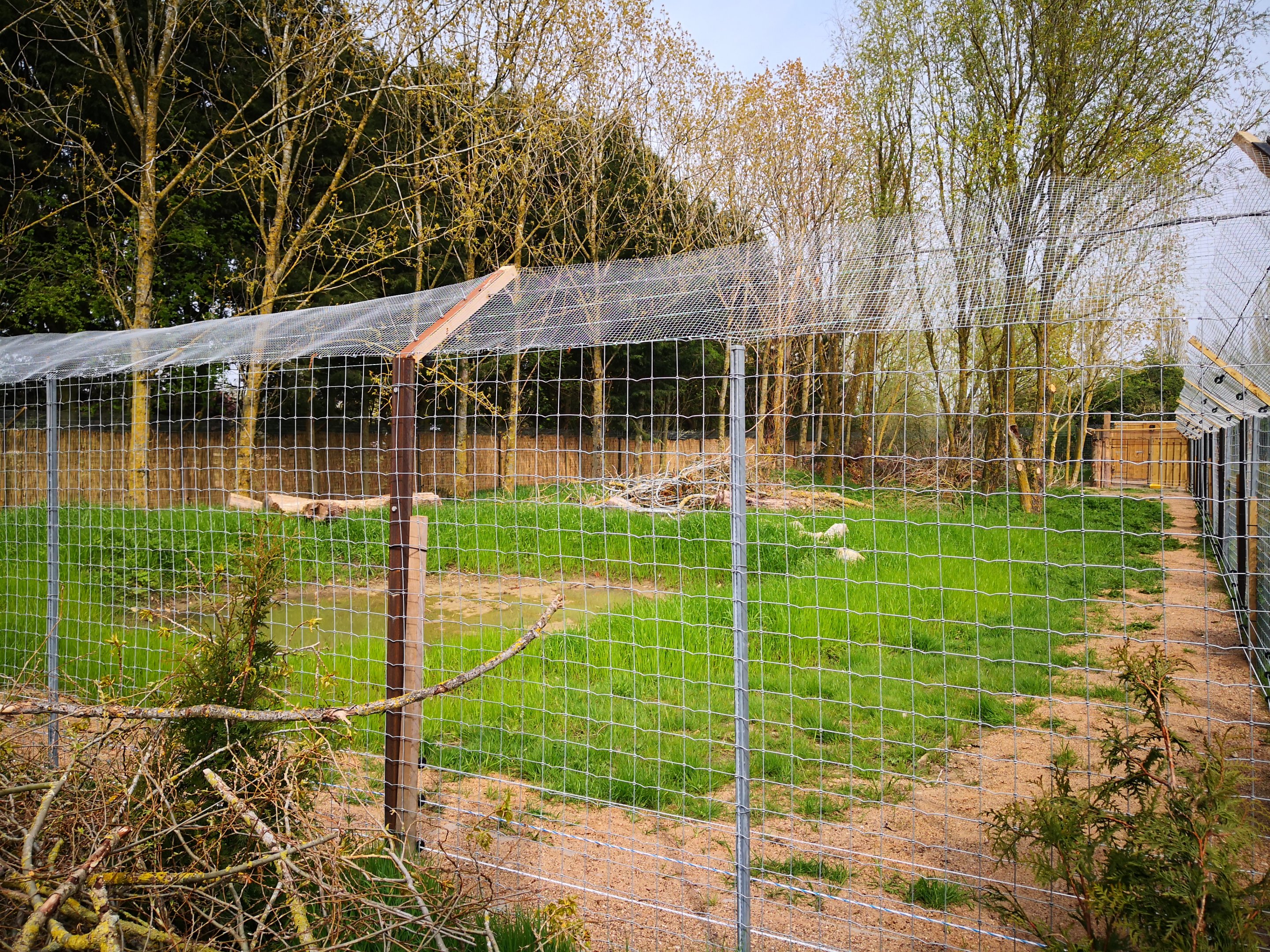 Golden jackal exhibit
