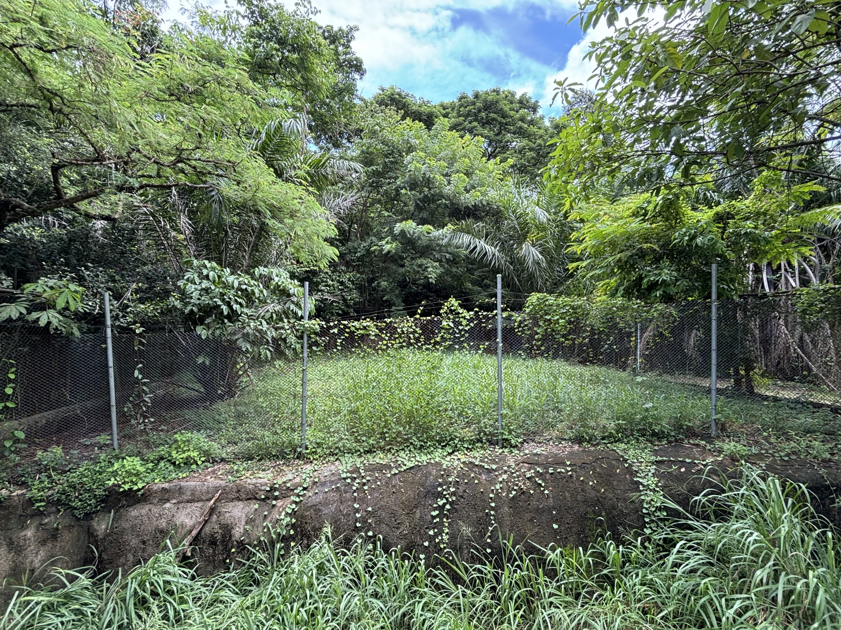 Golden Jackal Exhibit