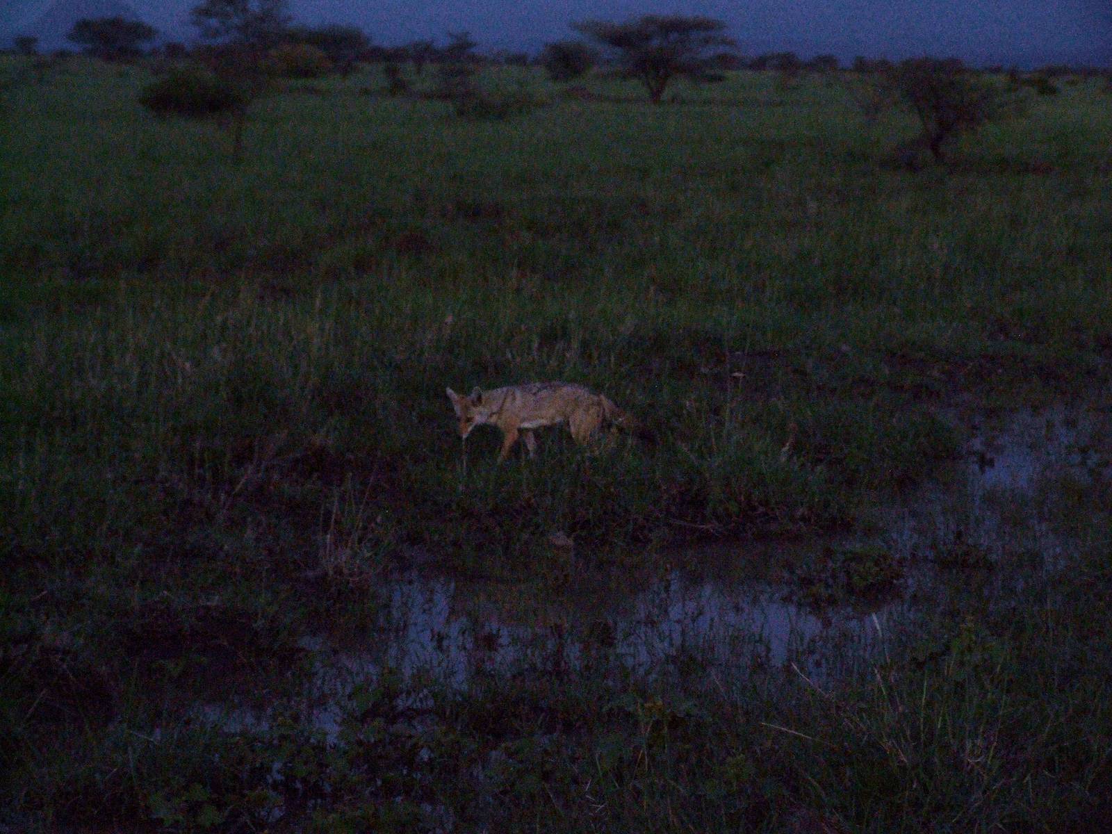 Golden Jackal in Awash NP, 12/10/14