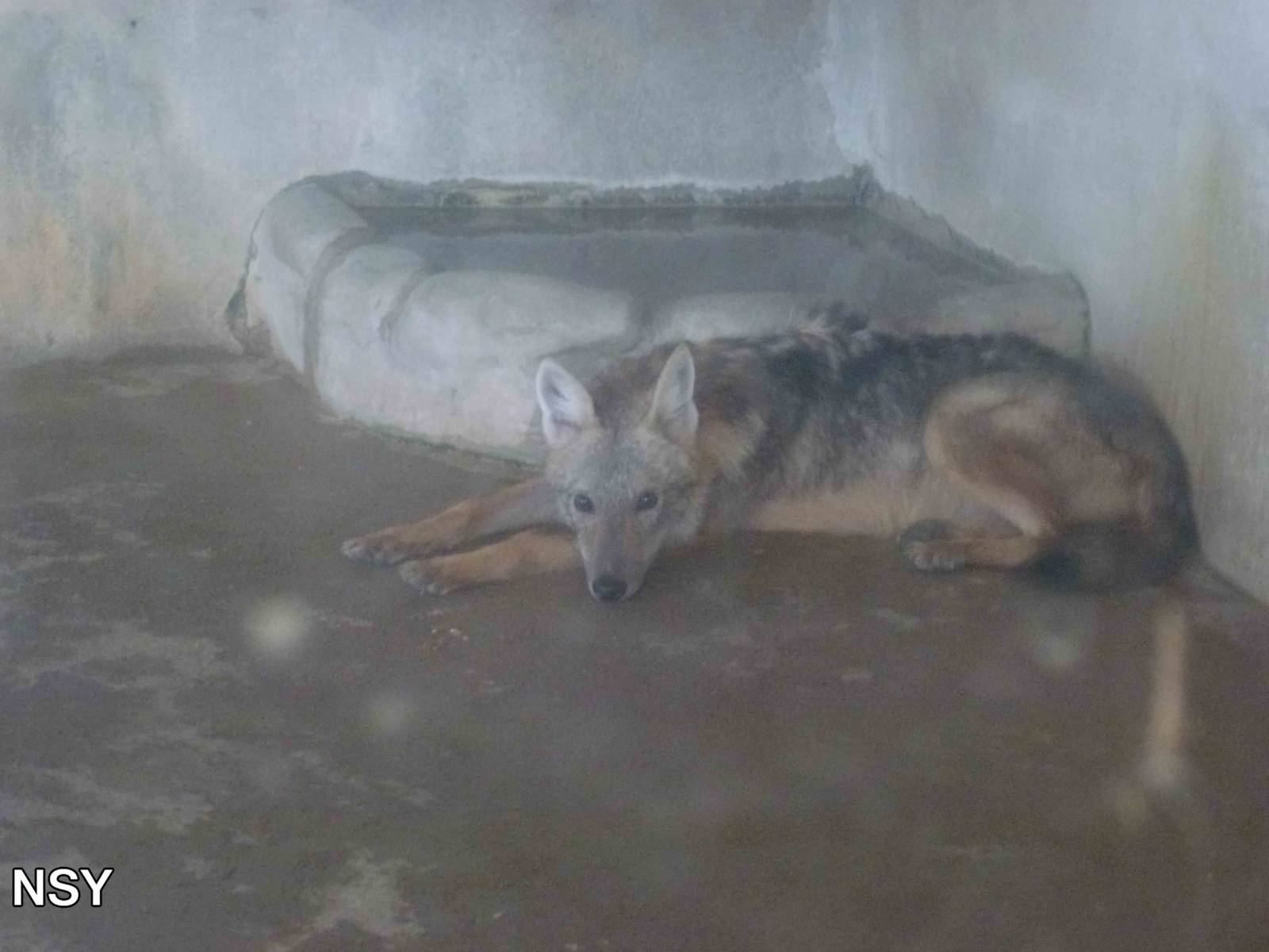 Golden jackal, June 2013.