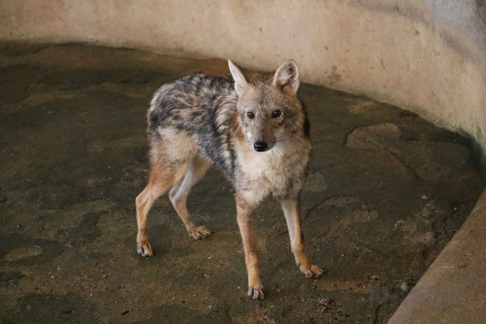 Golden jackal, June 2016
