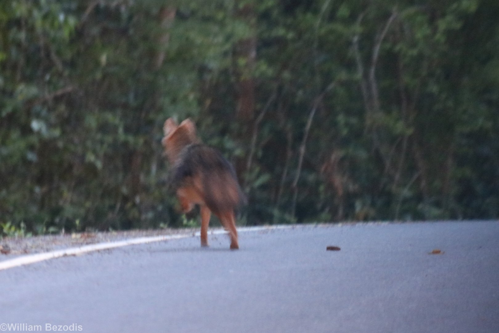 Golden Jackal 'Record Shot' - Kaeng Krachan National Park