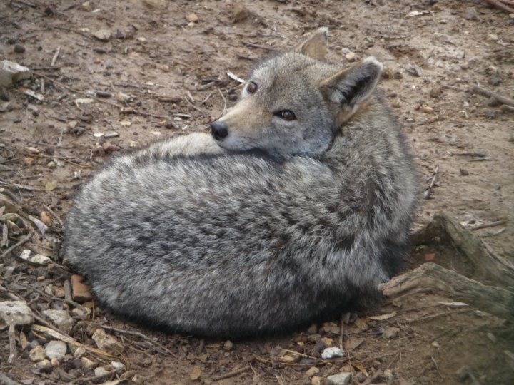 Golden Jackal, Tunis Zoo, February, 2010.