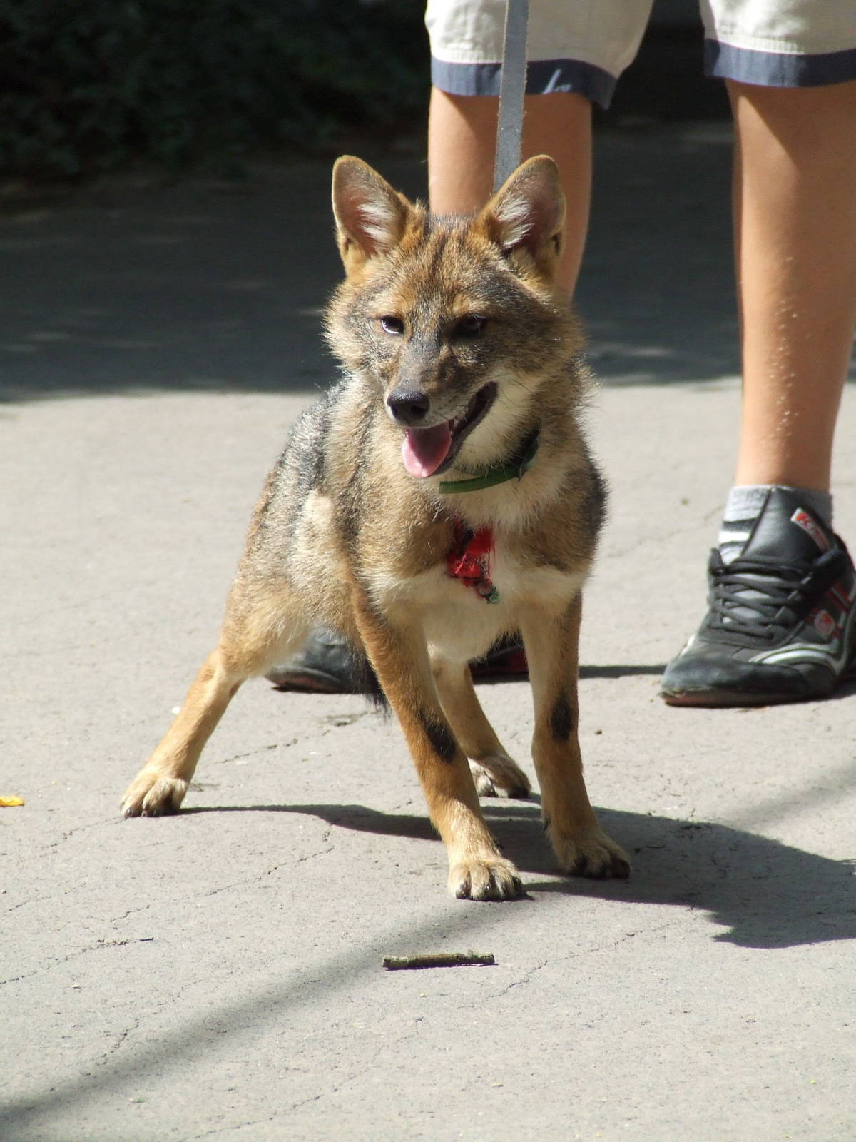 Golden jackal walking @ Szeged Zoo, Hungary