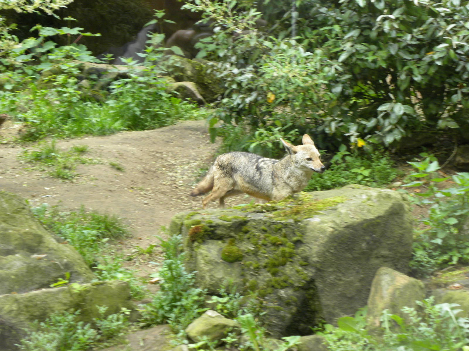Golden Jackal
