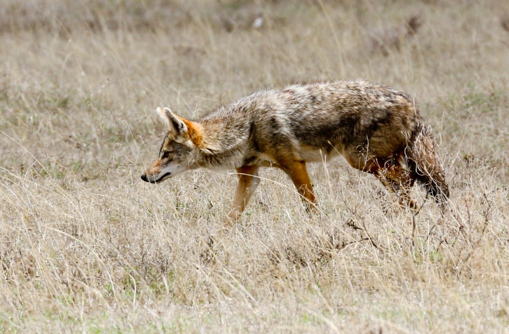 Golden Jackal