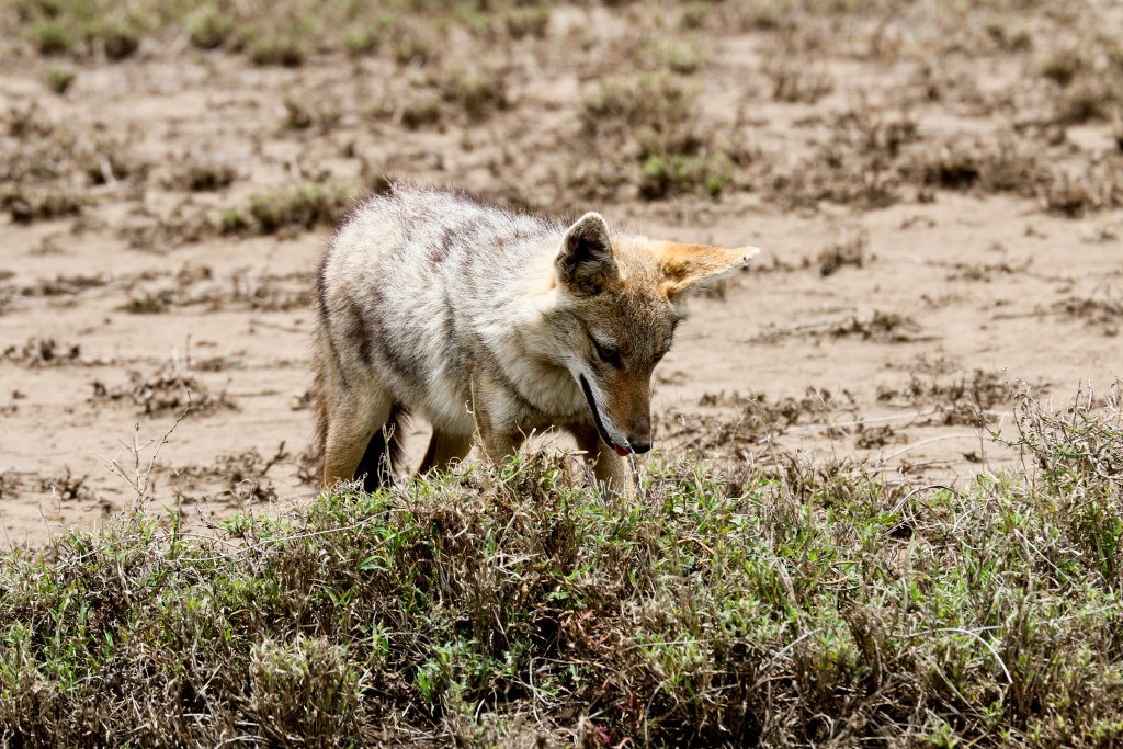 Golden Jackal