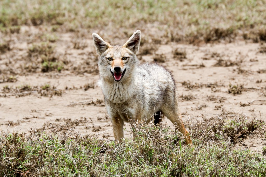 Golden Jackal