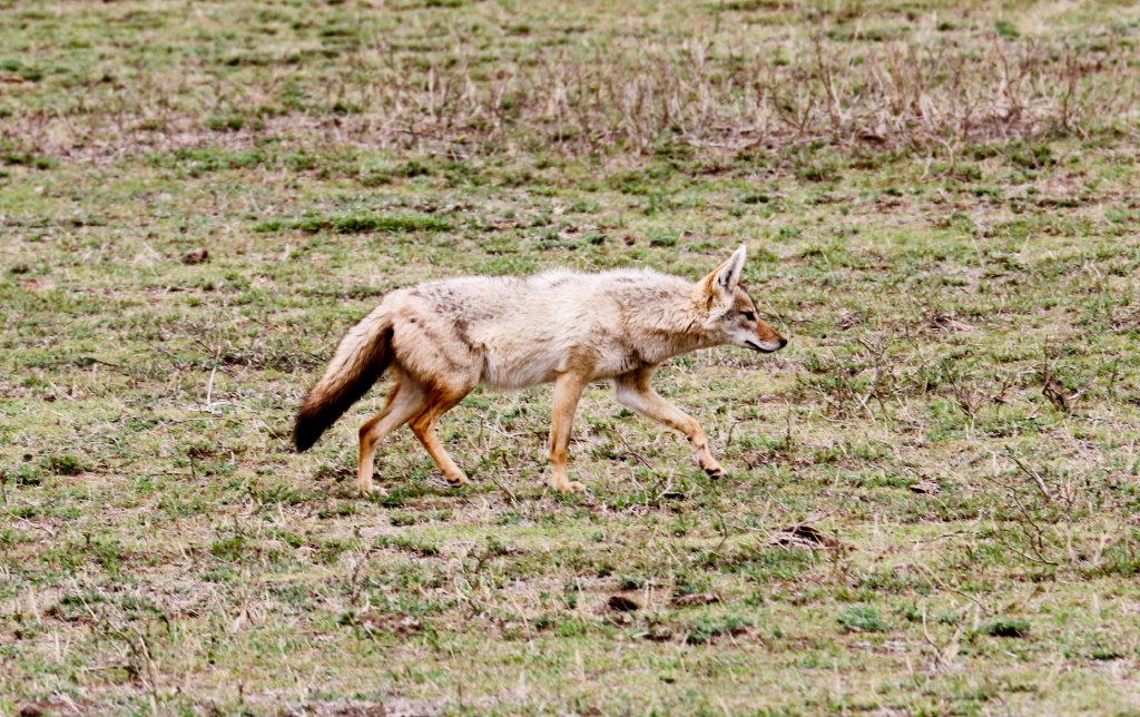 Golden Jackal