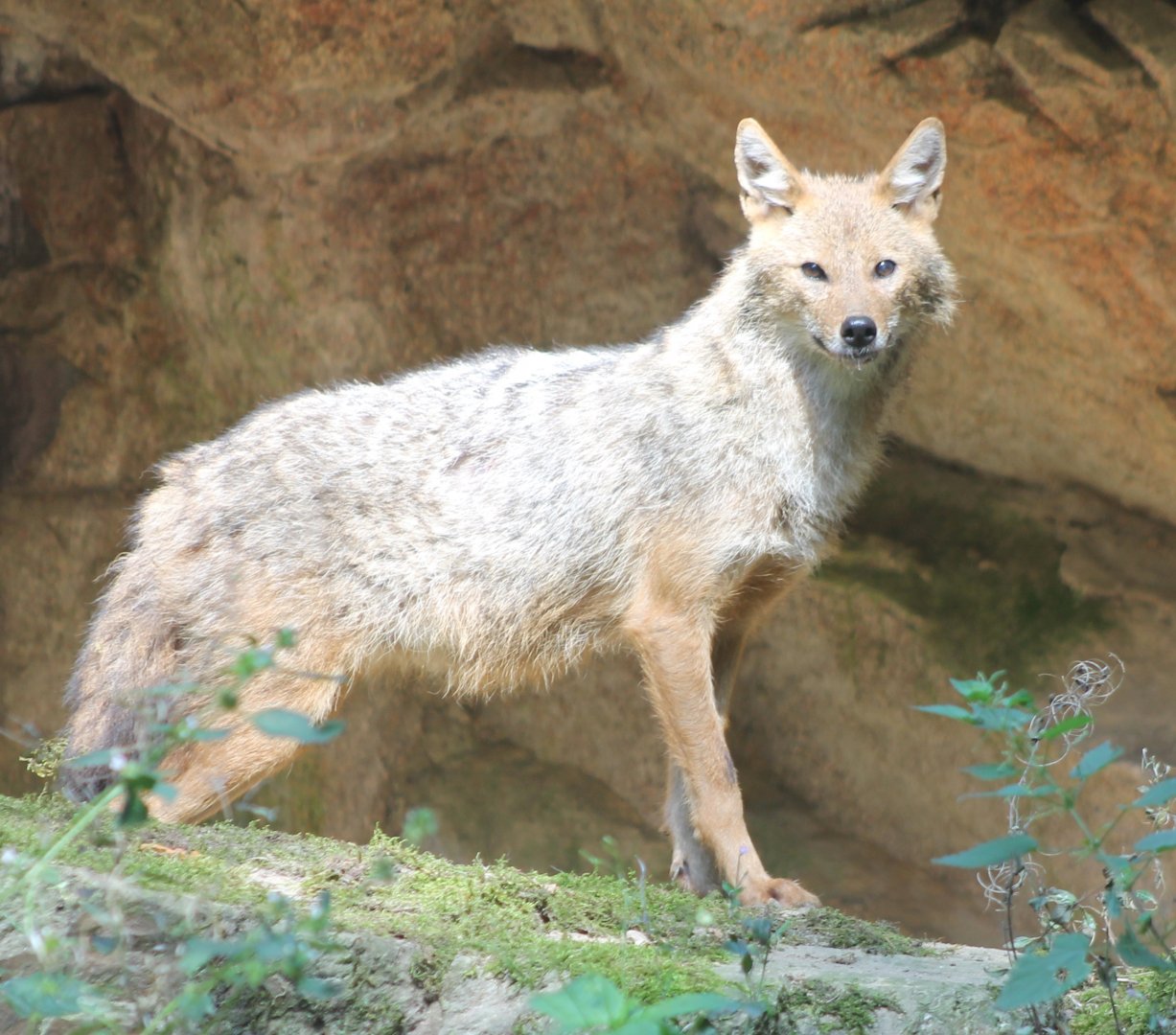 Golden jackal