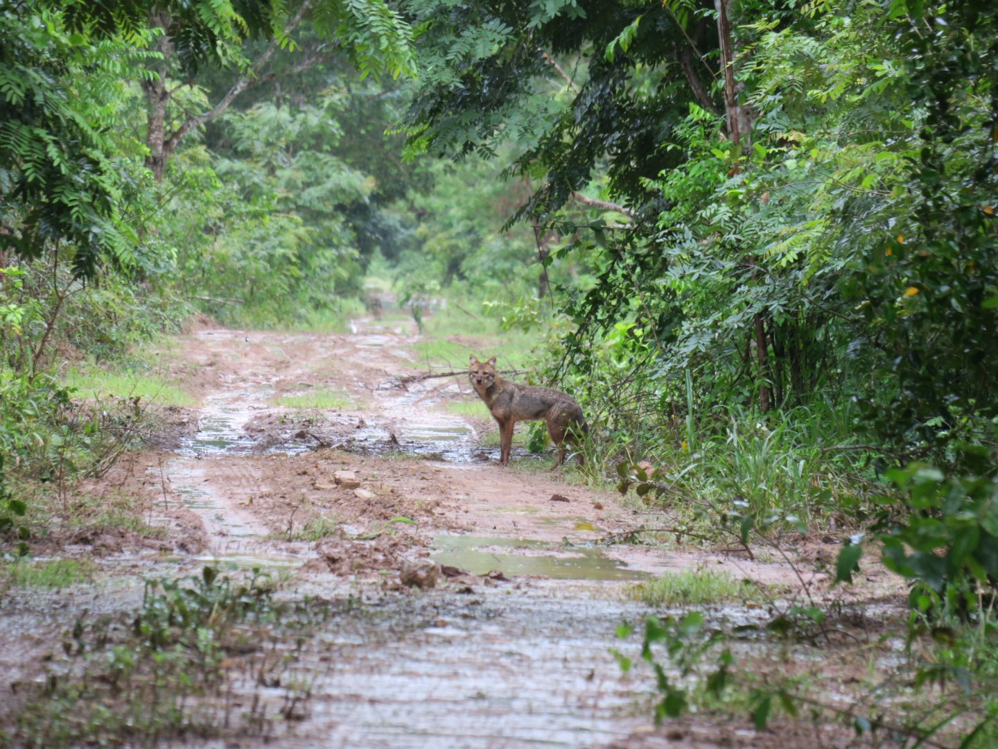 golden jackal