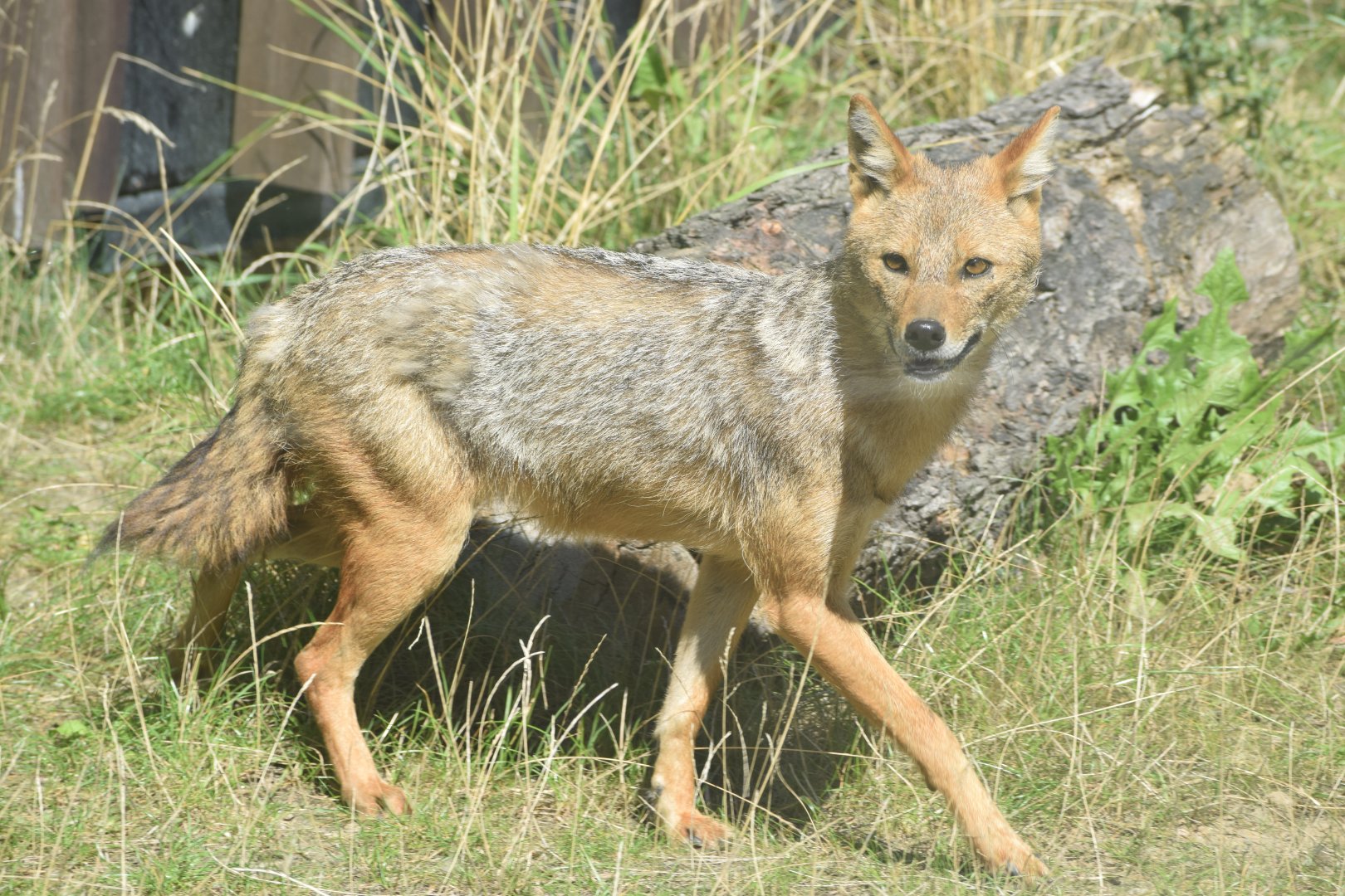 Golden jackal