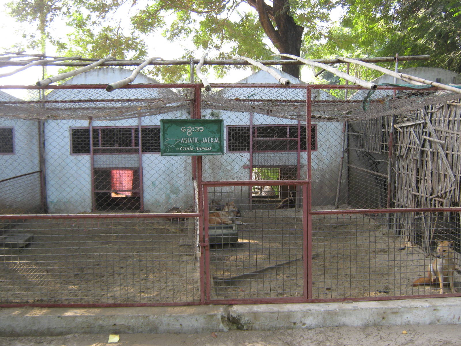 Golden Jackals (Canis aureus)