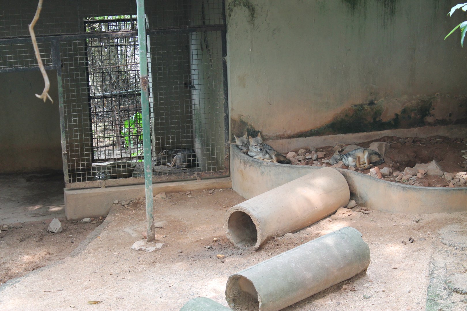 Golden Jackals (Canis aureus)