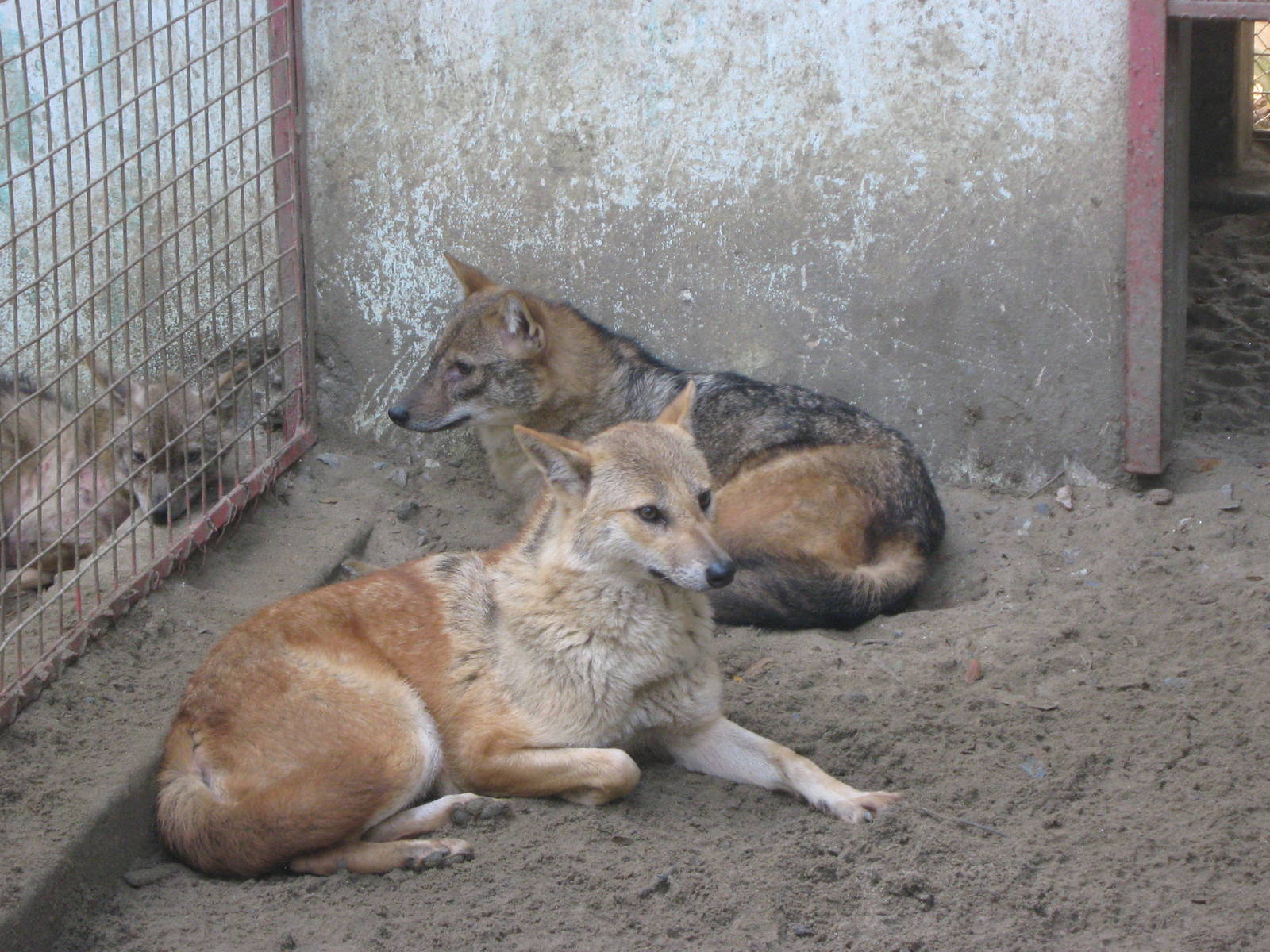 golden jackals
