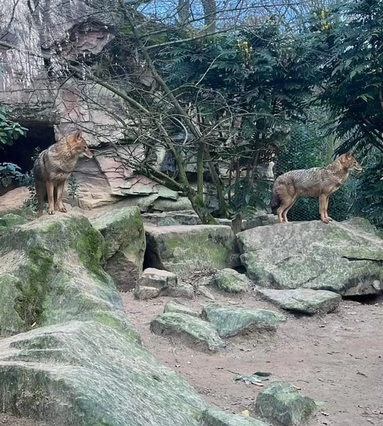 Golden jackhal in burgers zoo
