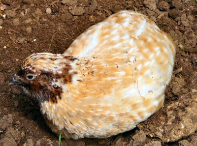 Golden Japanese Quail at Tropical Butterfly House