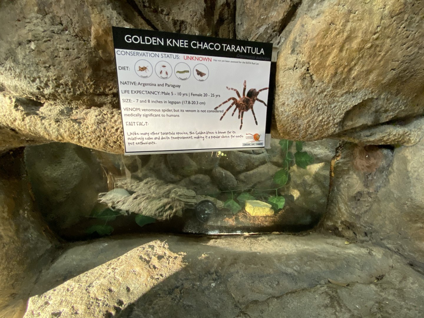 Golden knee Chaco tarantula exhibit